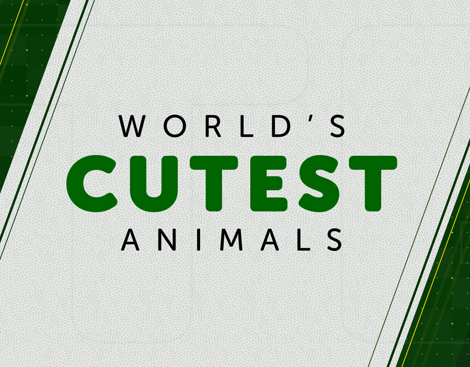 World's Cutest and Dangerous Animals